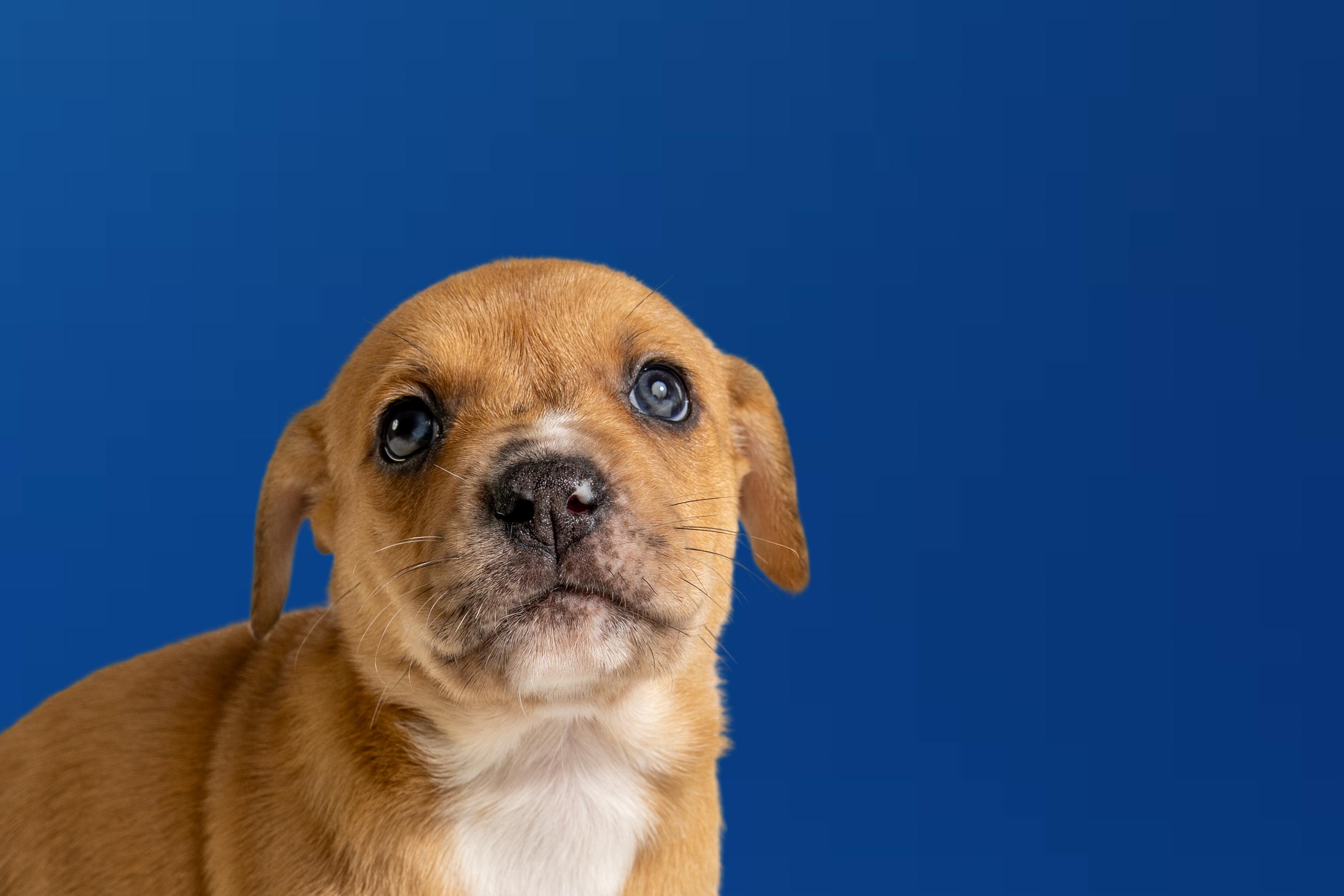 Landon, ADOPTABLE, Puppy Male Boxer & Cattle Dog.