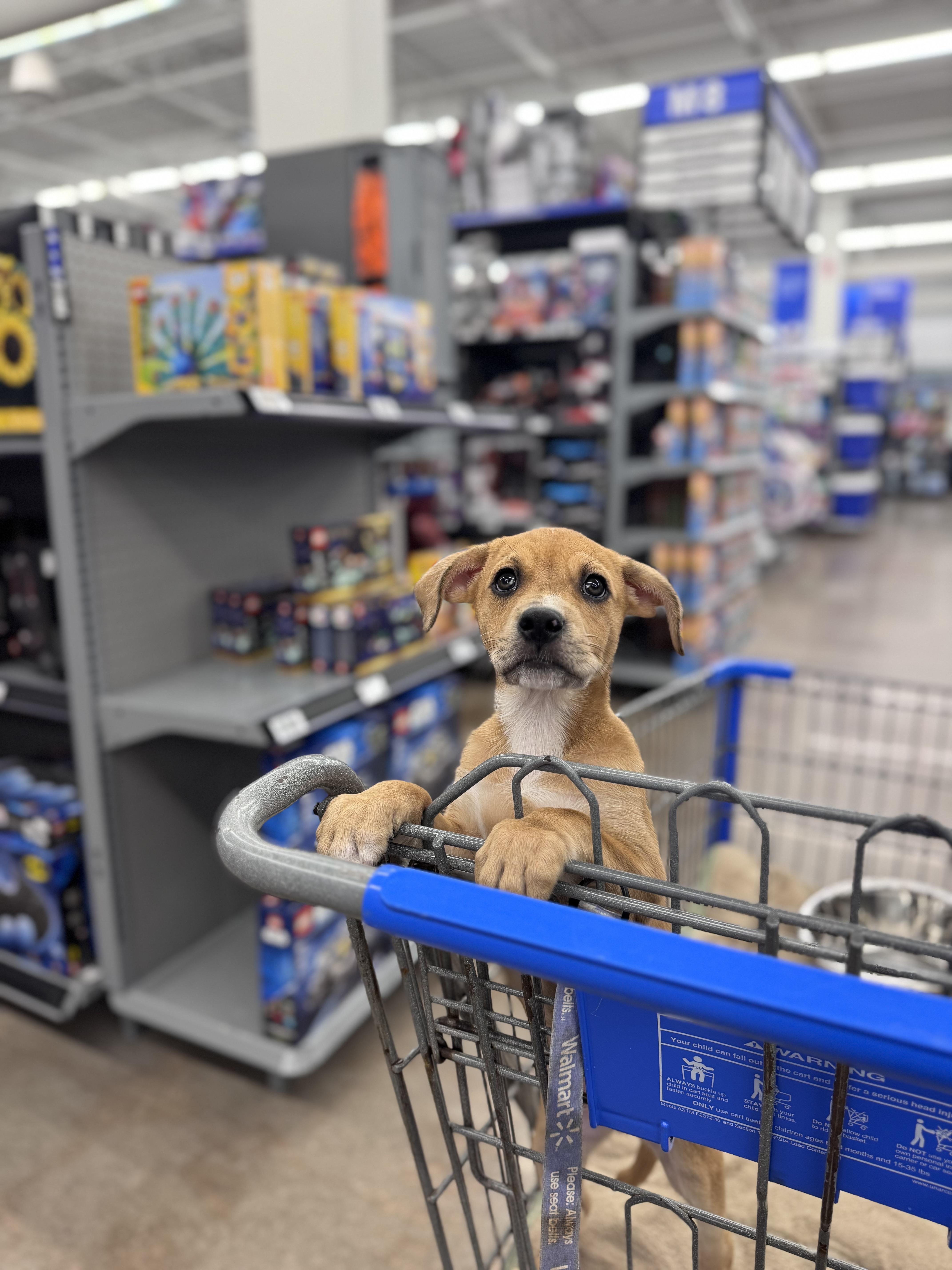 Landon, a ADOPTABLE mixed breed in Simsbury, CT image 3/6