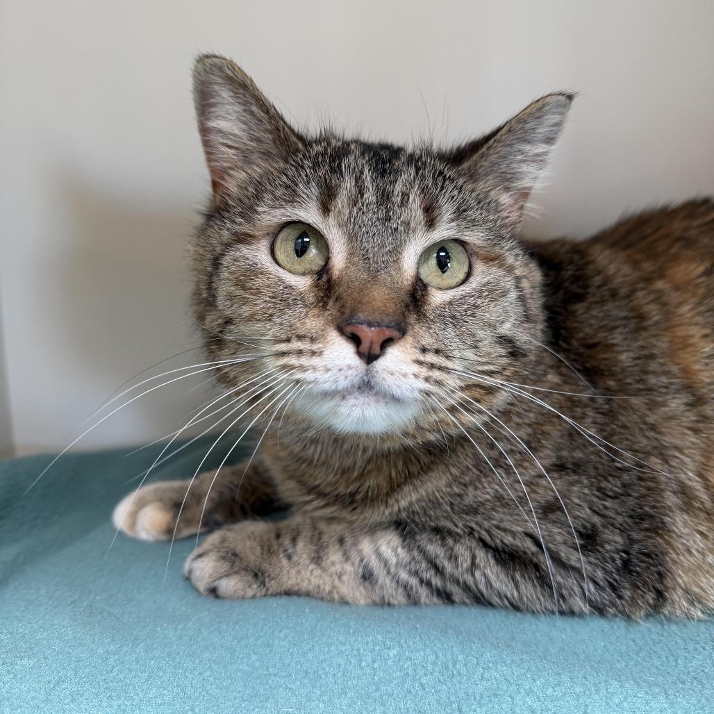 Enlarge Aoili, a Adoptable Domestic Short Hair in Cody, WY image 1/1