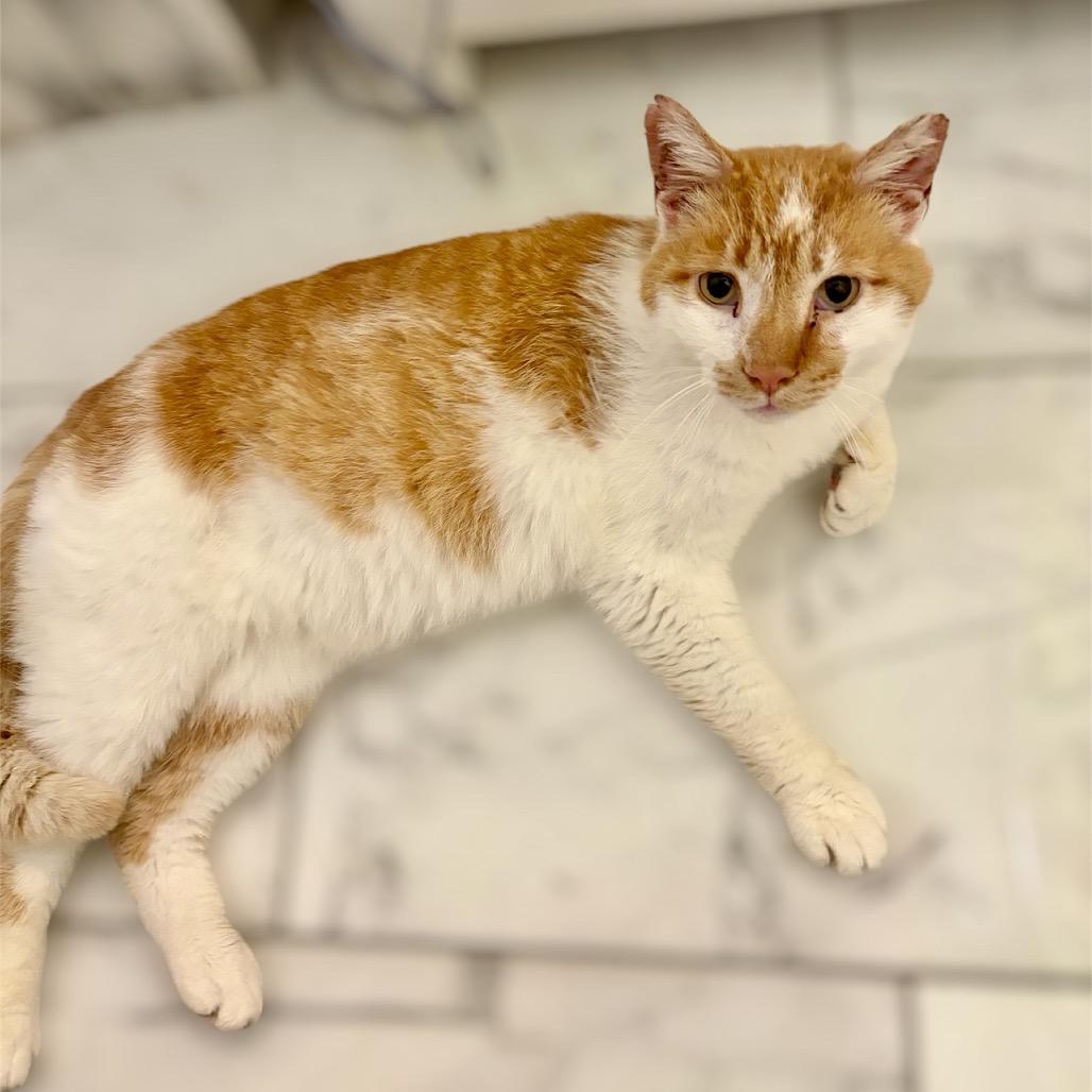 Enzo, a ADOPTABLE Domestic Short Hair in Cleveland Heights, OH image 2/2