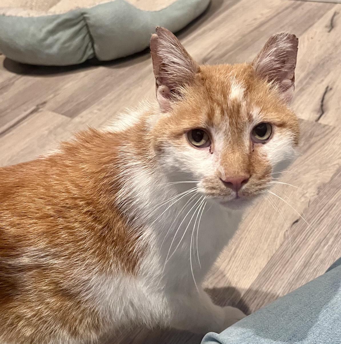 Enzo, ADOPTABLE, Adult Male Domestic Short Hair.