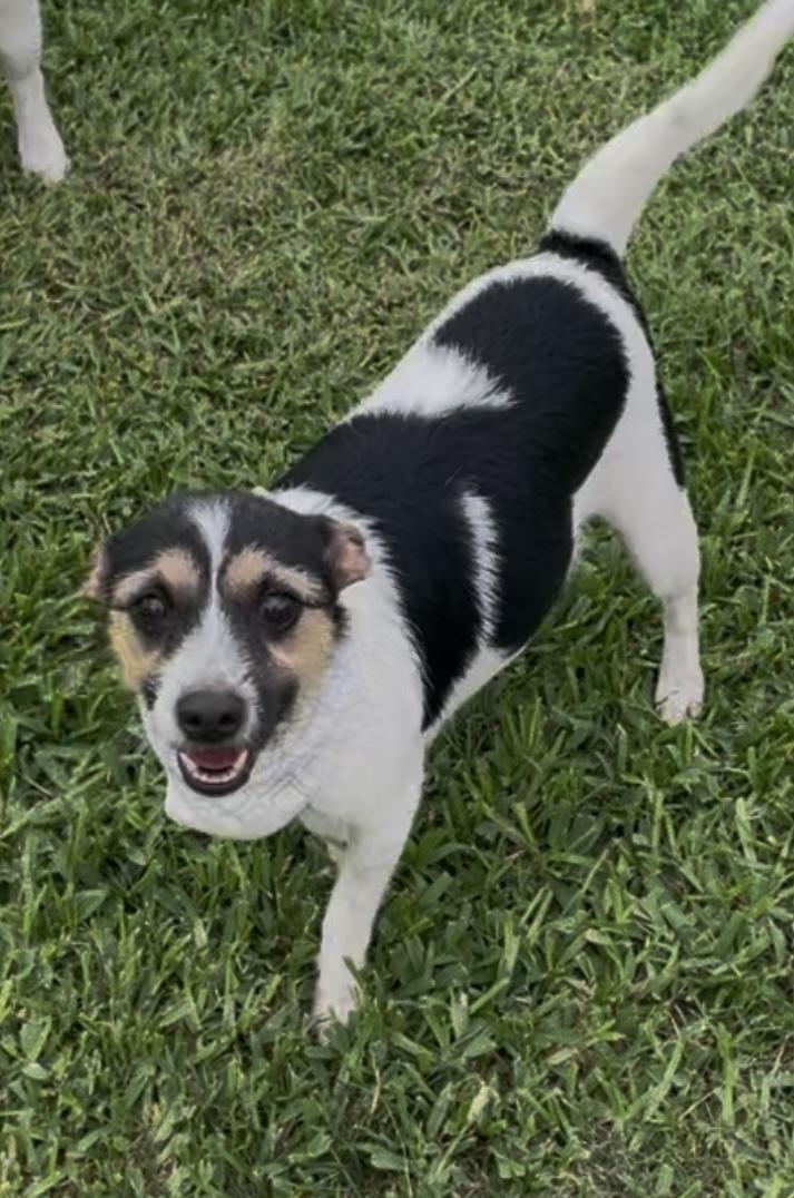 Eevee in Texarkana TX, a Adoptable mixed breed in Texarkana, TX image 4/5