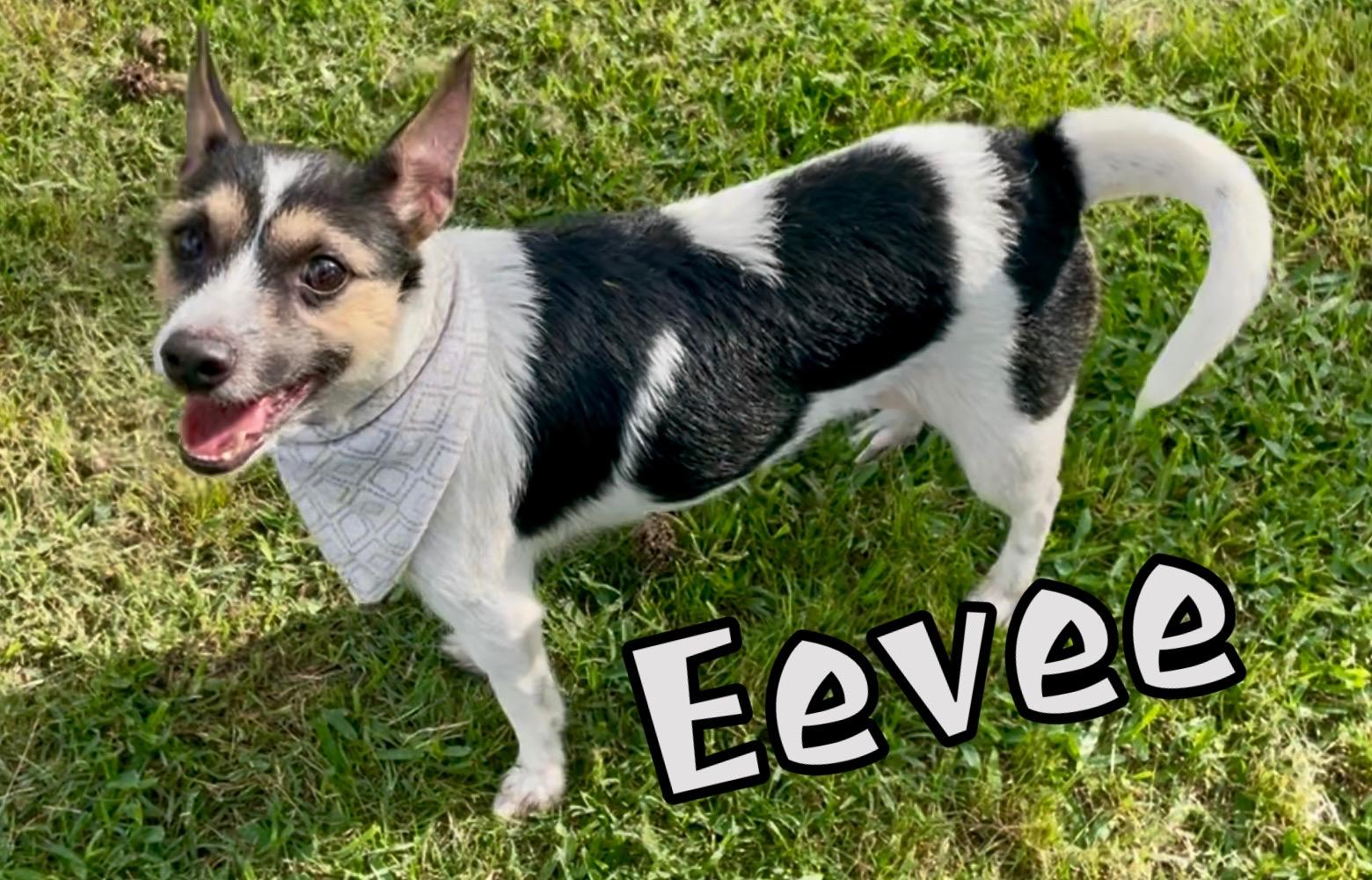 Eevee in Texarkana TX, a Adoptable mixed breed in Texarkana, TX image 1/5