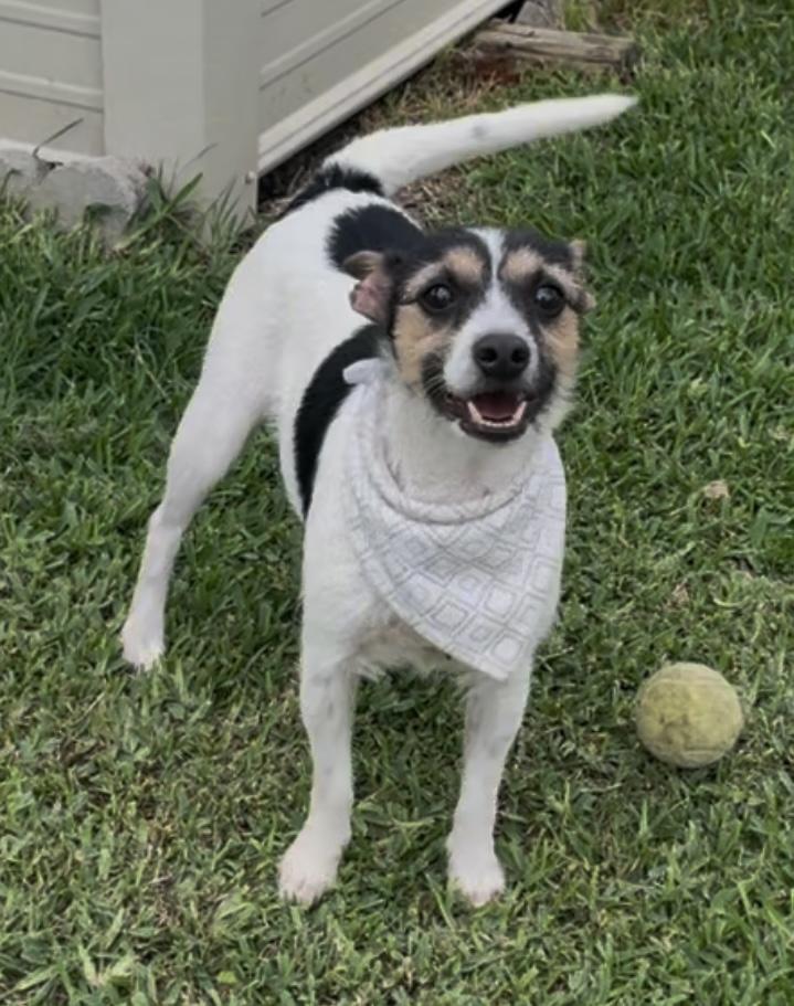 Eevee in Texarkana TX, a Adoptable mixed breed in Texarkana, TX image 3/5