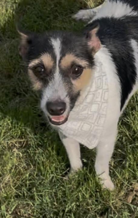 Eevee in Texarkana TX, a Adoptable mixed breed in Texarkana, TX image 5/5