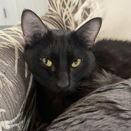 Chino, Adoptable, Adult Male Domestic Short Hair.