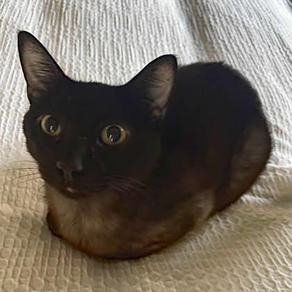 Chino, a Adoptable mixed breed in Atlanta, GA image 4/5