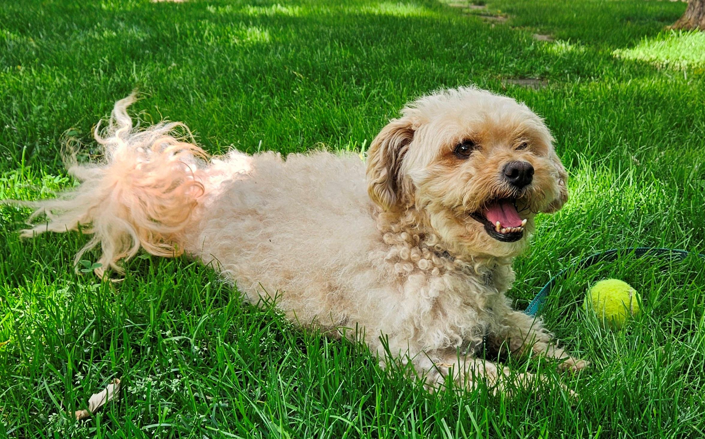 Carl, Adoptable, Adult Male Miniature Poodle & Pomeranian.
