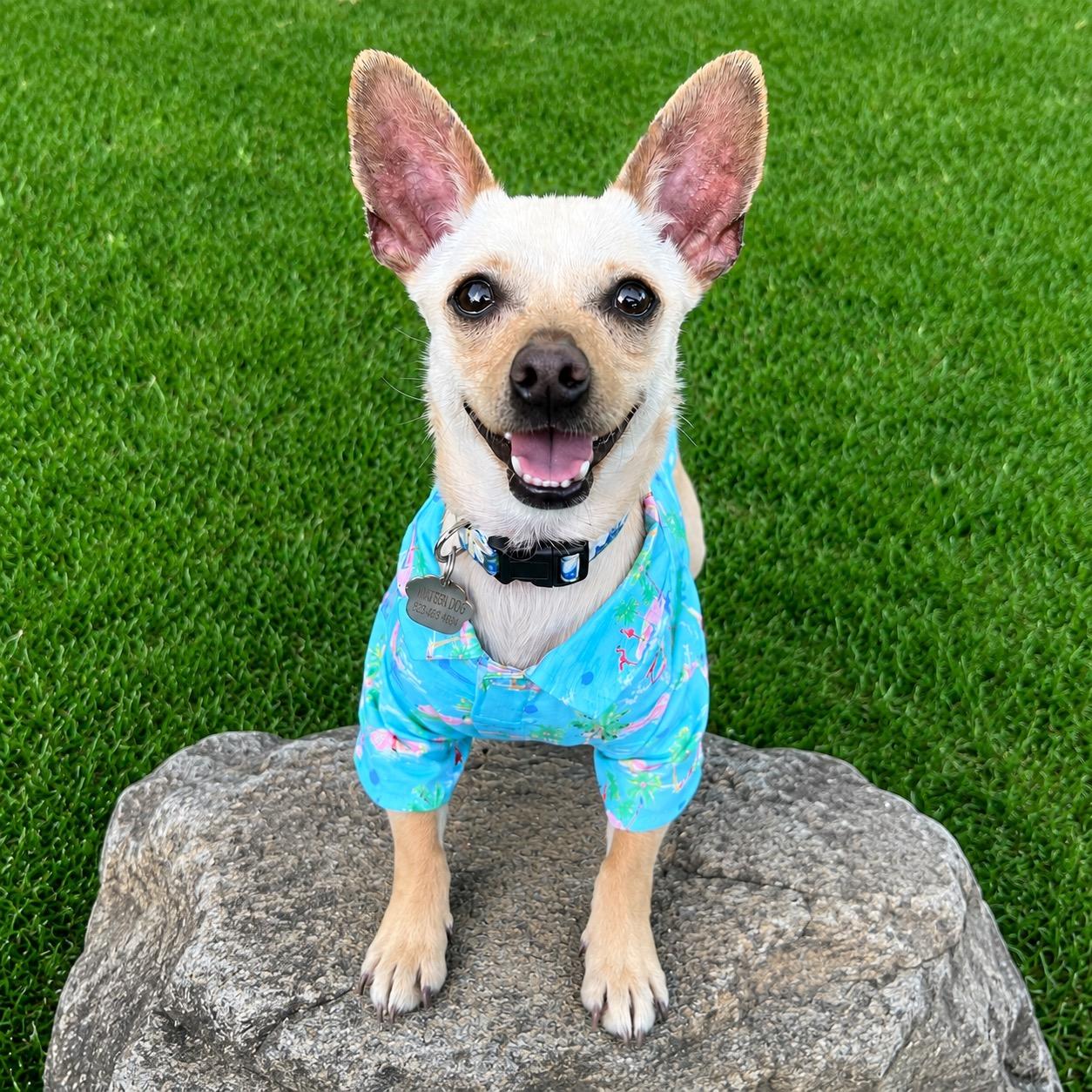 Zoie, ADOPTABLE, Young Female Chihuahua & Dachshund.