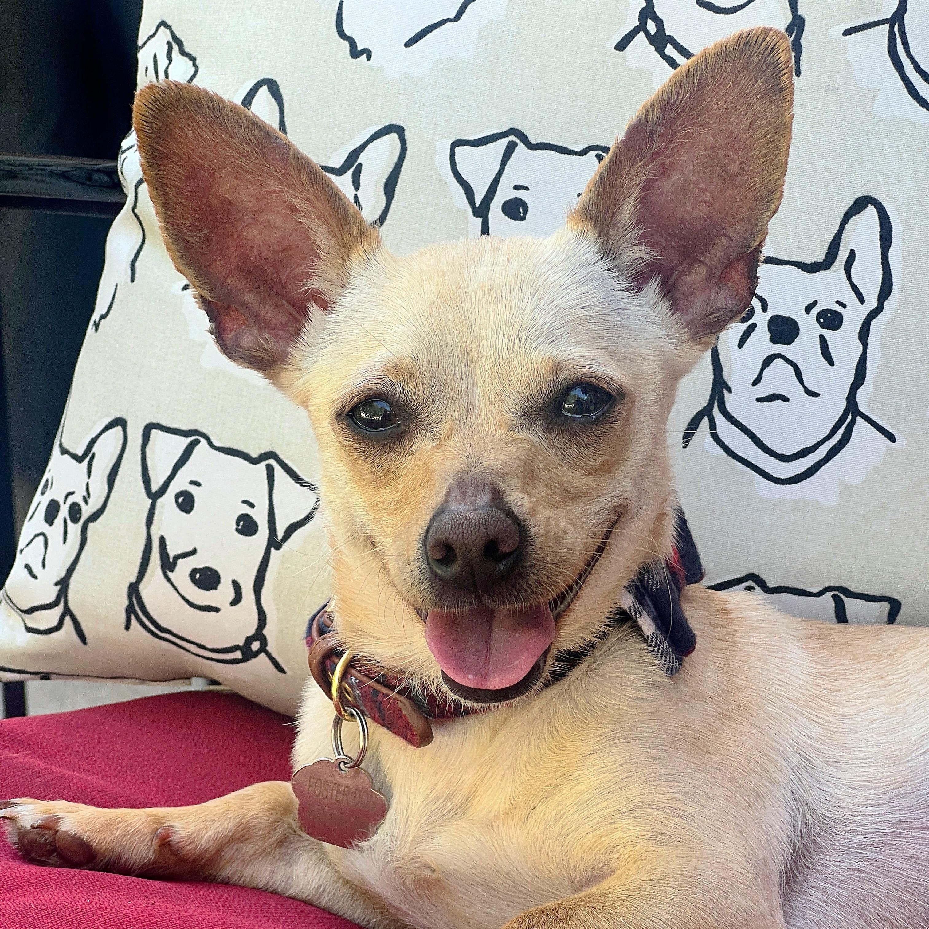 Zoie, a ADOPTABLE mixed breed in Hartland, WI image 5/6