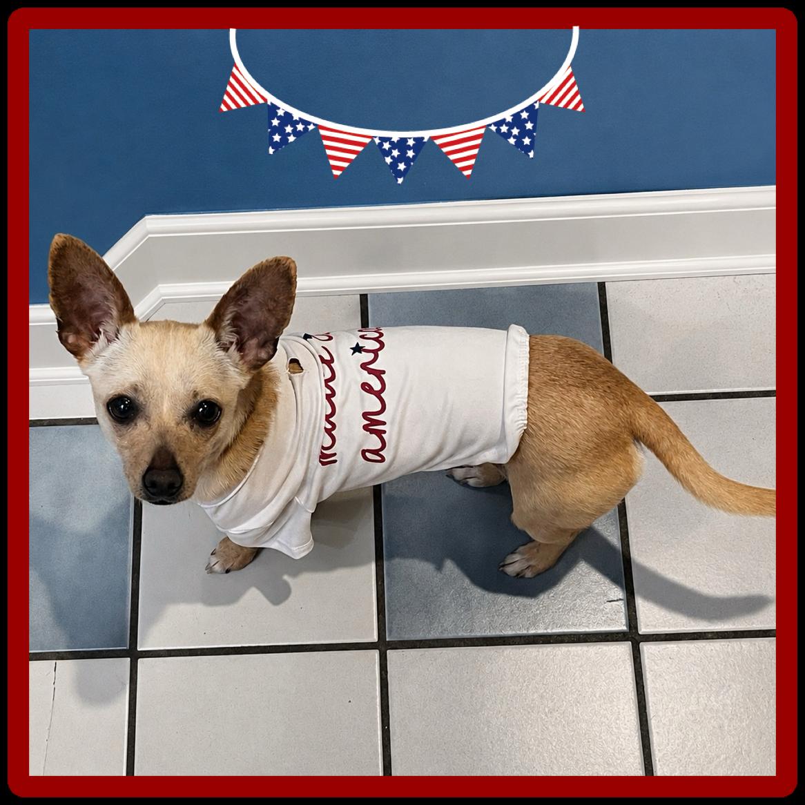 Zoie, a ADOPTABLE mixed breed in Hartland, WI image 3/6