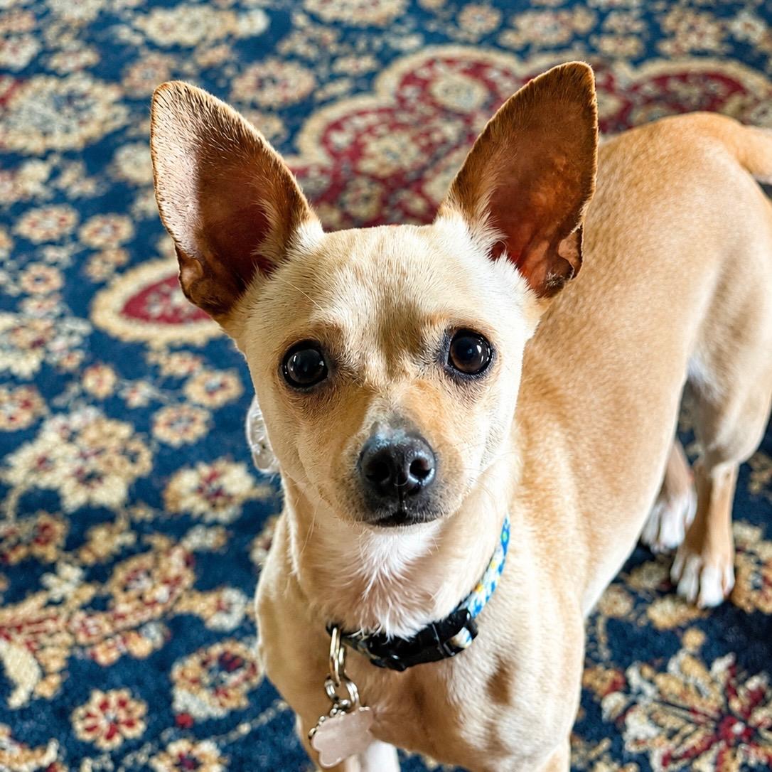 Zoie, a ADOPTABLE mixed breed in Hartland, WI image 2/6