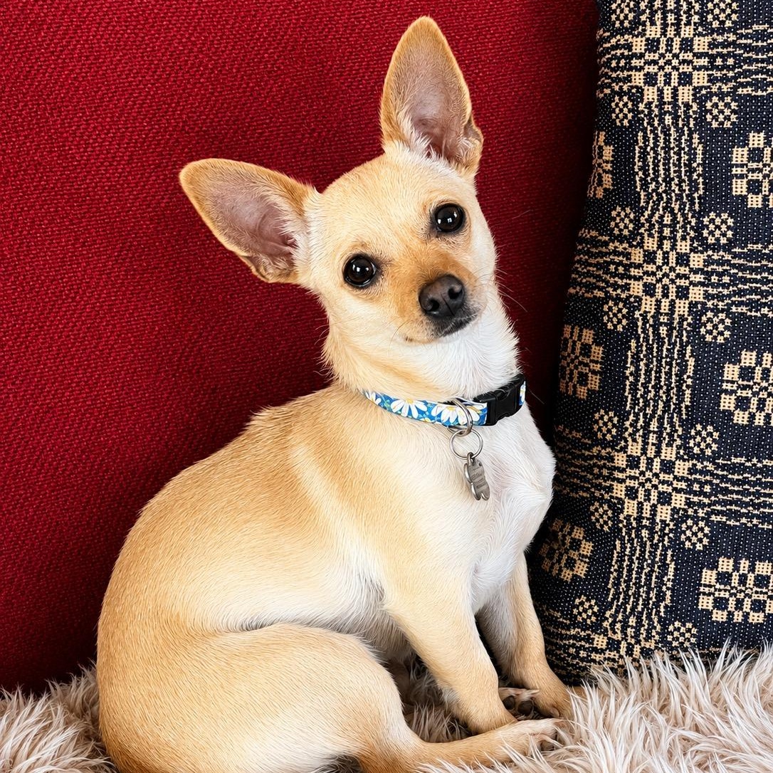 Zoie, a ADOPTABLE mixed breed in Hartland, WI image 4/6