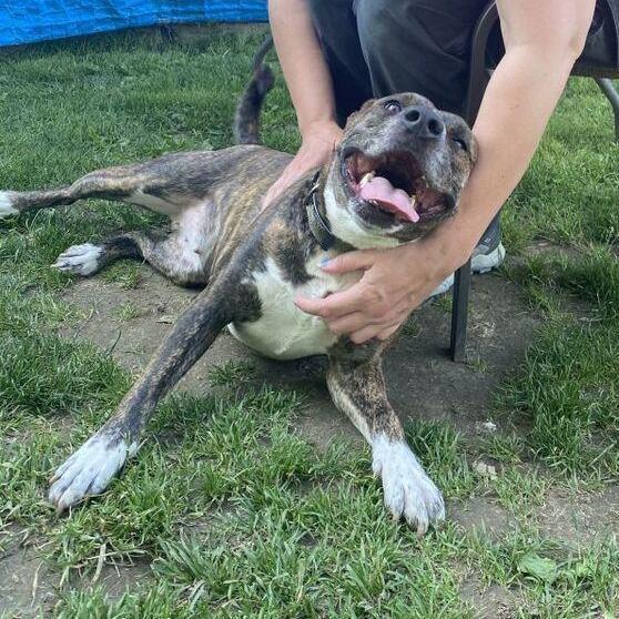 Enlarge Dolly: Adopt or Forever Foster, a Adoptable mixed breed in Rochester, NY image 1/6