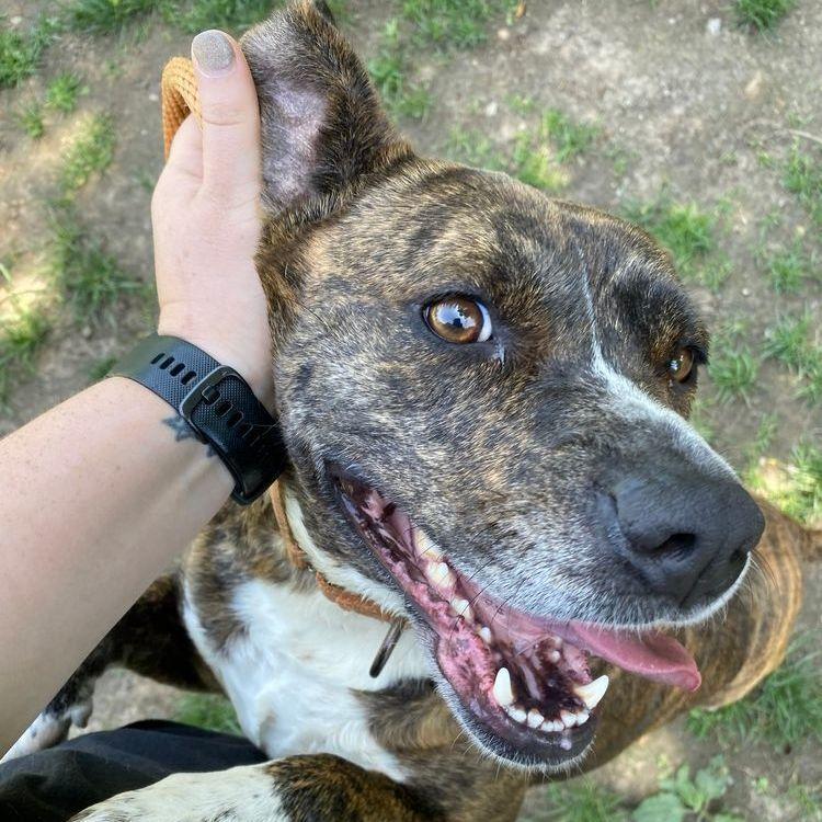 Enlarge Dolly: Adopt or Forever Foster, a Adoptable mixed breed in Rochester, NY image 2/6