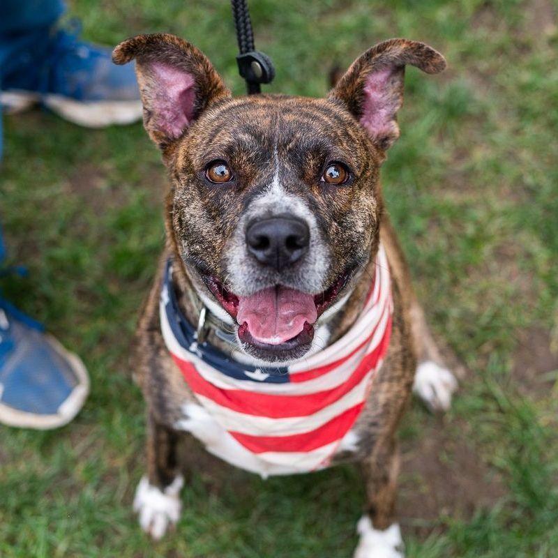 Enlarge Dolly: Adopt or Forever Foster, a Adoptable mixed breed in Rochester, NY image 3/6