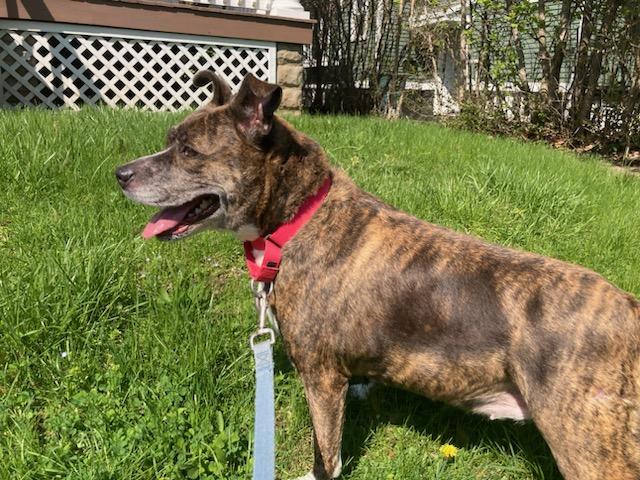 Enlarge Dolly: Adopt or Forever Foster, a Adoptable mixed breed in Rochester, NY image 4/6