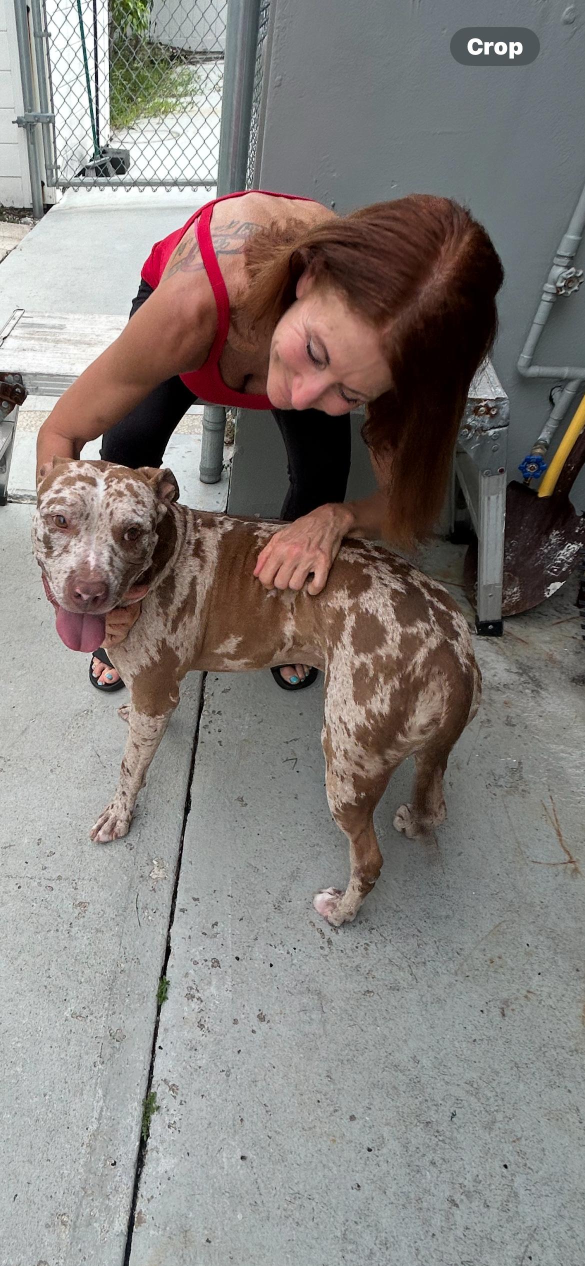 Enlarge Rocky, a Adoptable Catahoula Leopard Dog in Coconut Creek, FL image 4/6