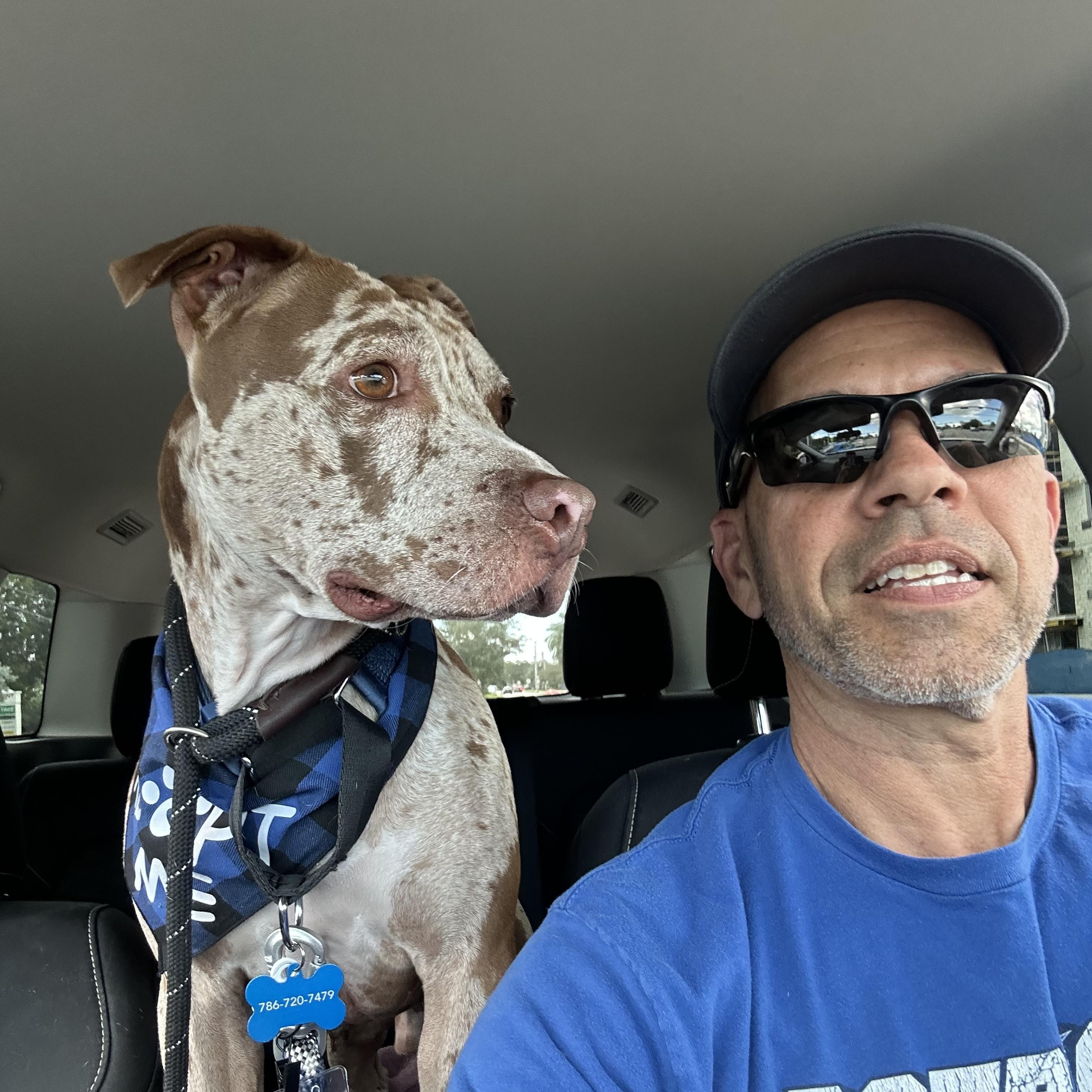 Enlarge Rocky, a Adoptable Catahoula Leopard Dog in Coconut Creek, FL image 3/6