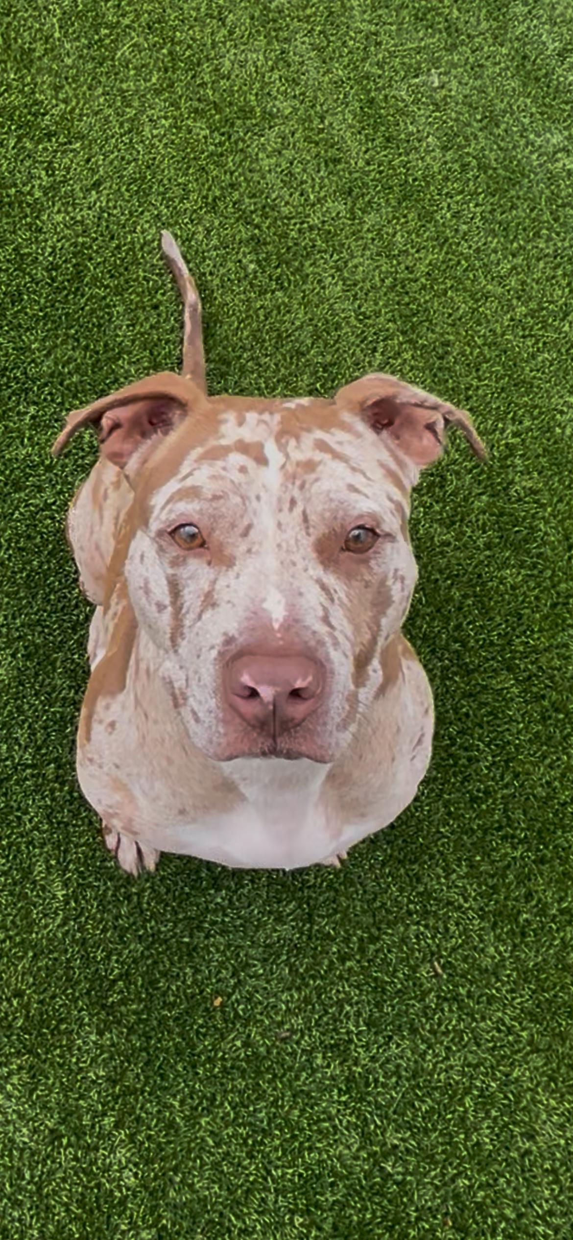 Rocky, Adoptable, Adult Male Catahoula Leopard Dog.