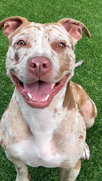 Enlarge Rocky, a Adoptable Catahoula Leopard Dog in Coconut Creek, FL video 2/6