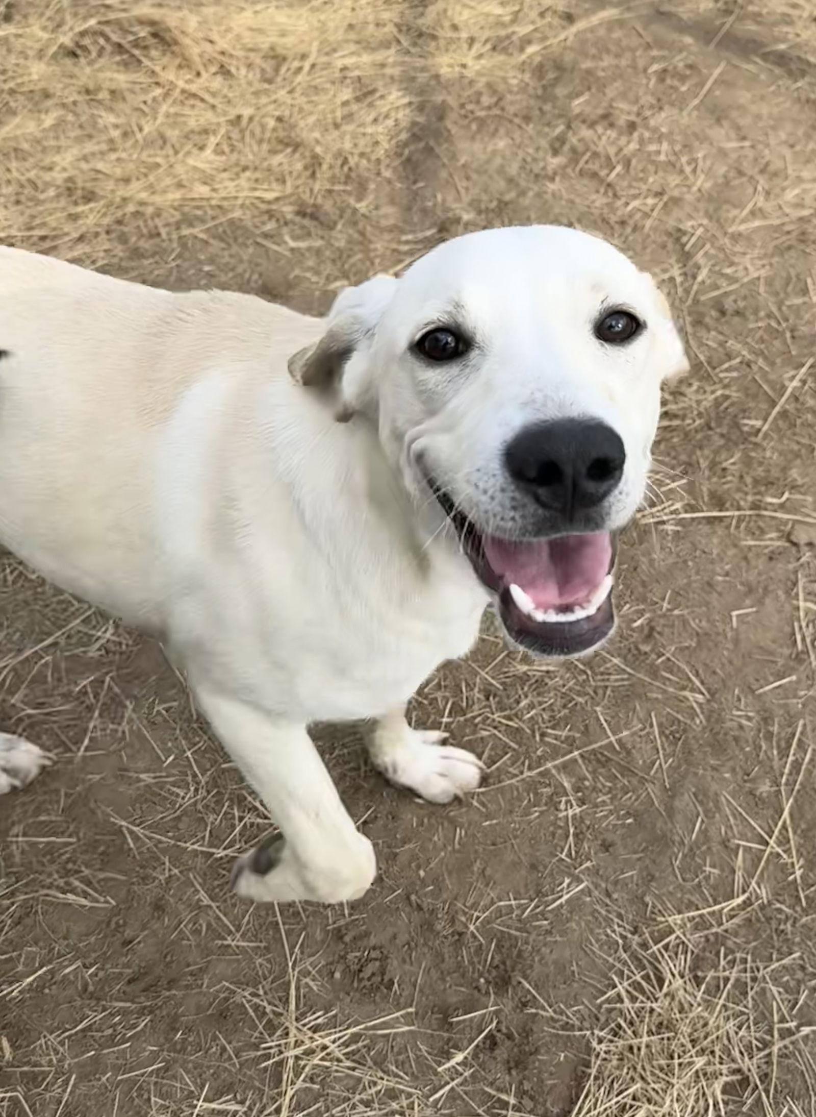 Cheech, a Adoptable Labrador Retriever in Tarrytown, GA image 1/3