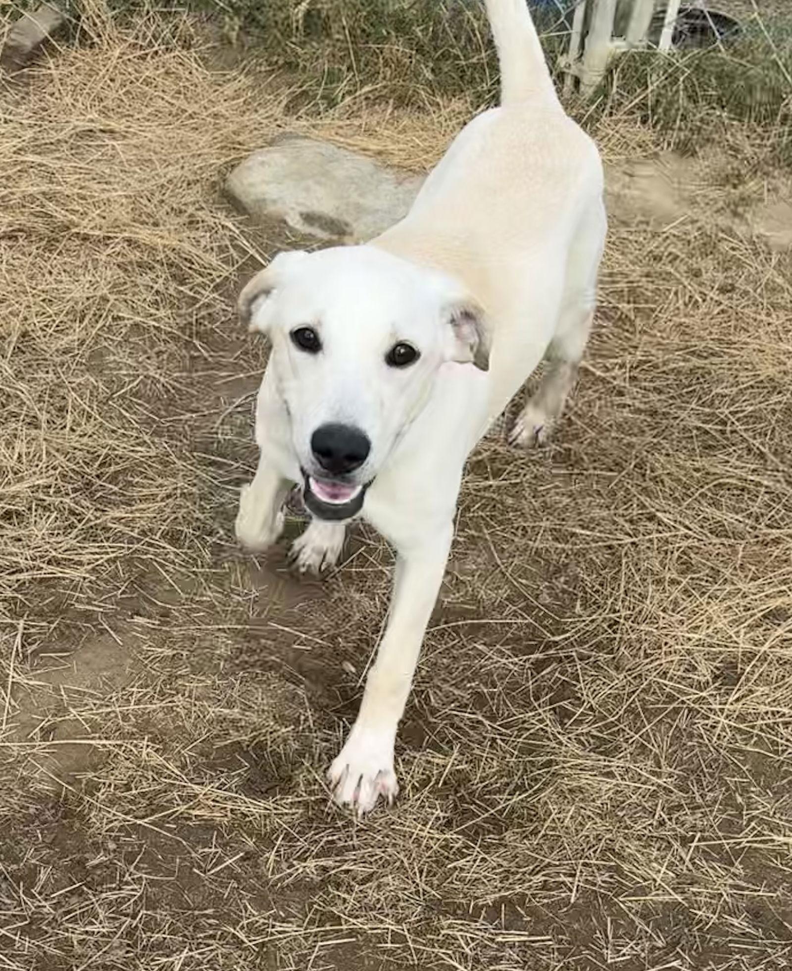 Cheech, a Adoptable Labrador Retriever in Tarrytown, GA image 2/3