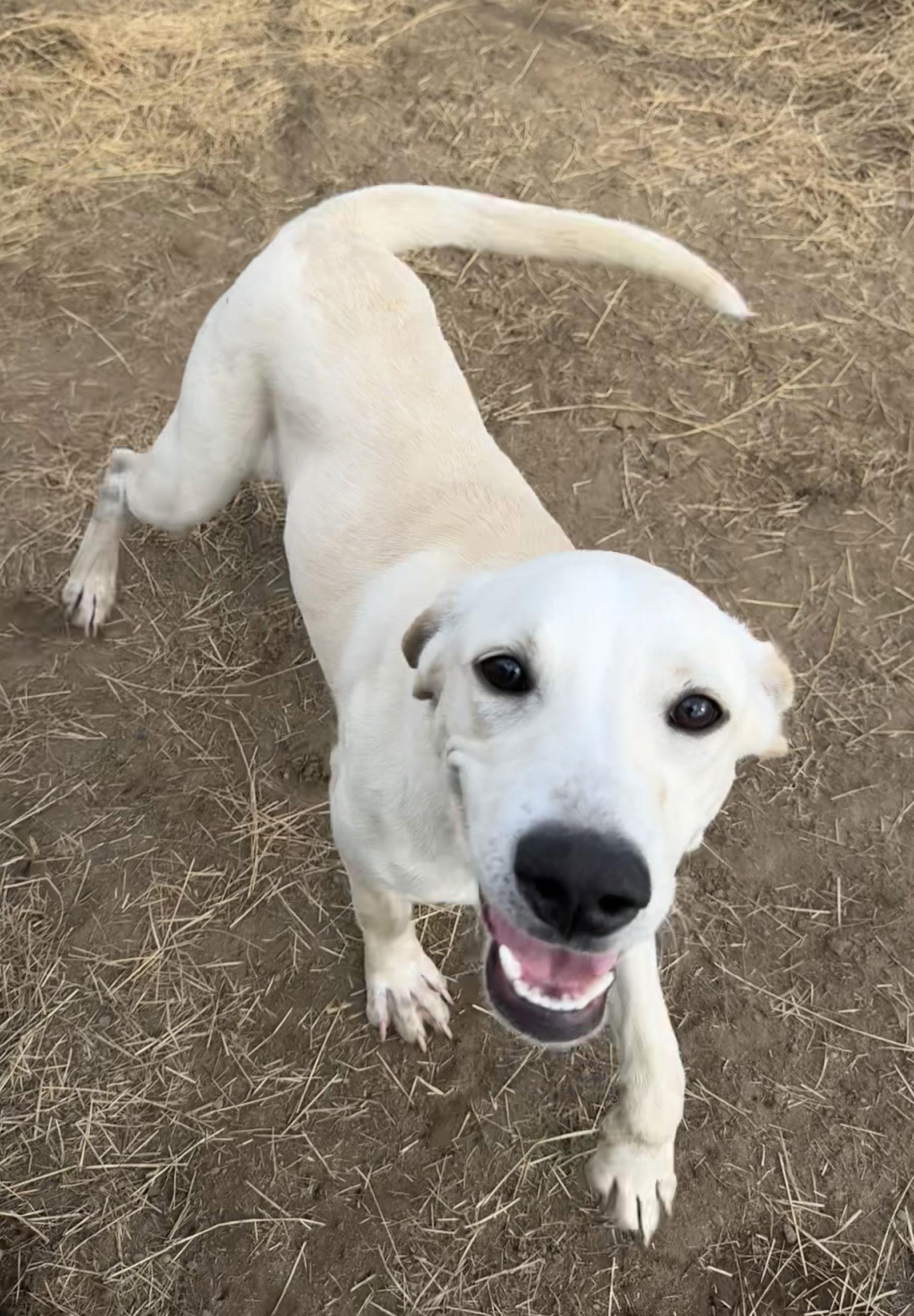 Cheech, a Adoptable Labrador Retriever in Tarrytown, GA image 3/3