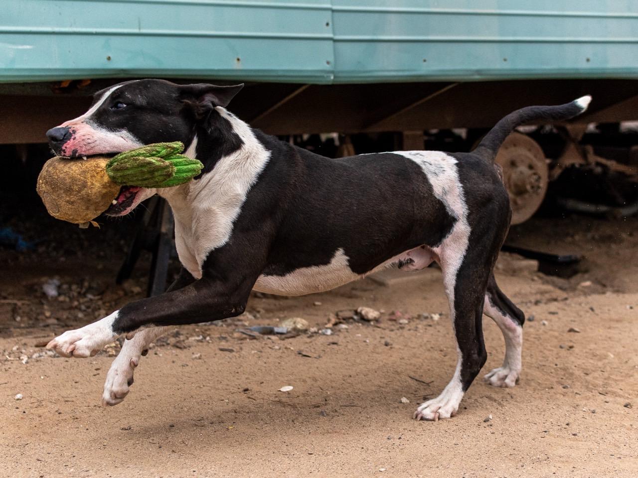 Enlarge Zor, a ADOPTABLE mixed breed in Los Angeles, CA image 5/6
