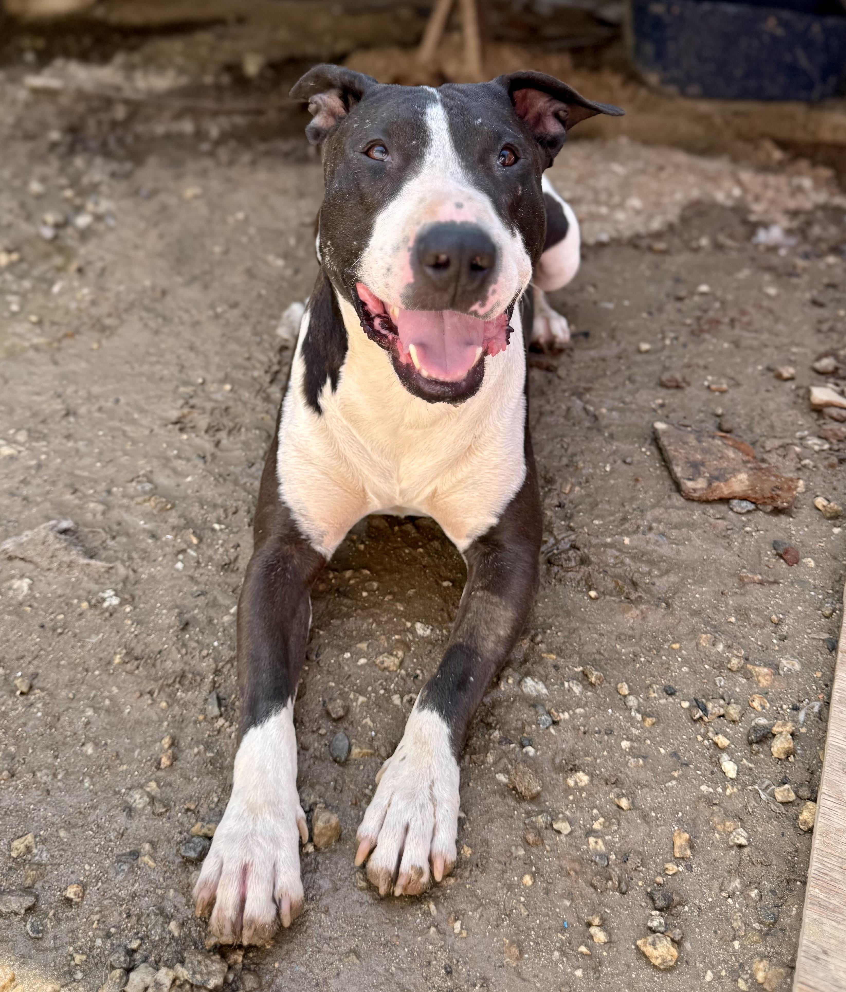 Zor, ADOPTABLE, Adult Male Bull Terrier & Pit Bull Terrier.