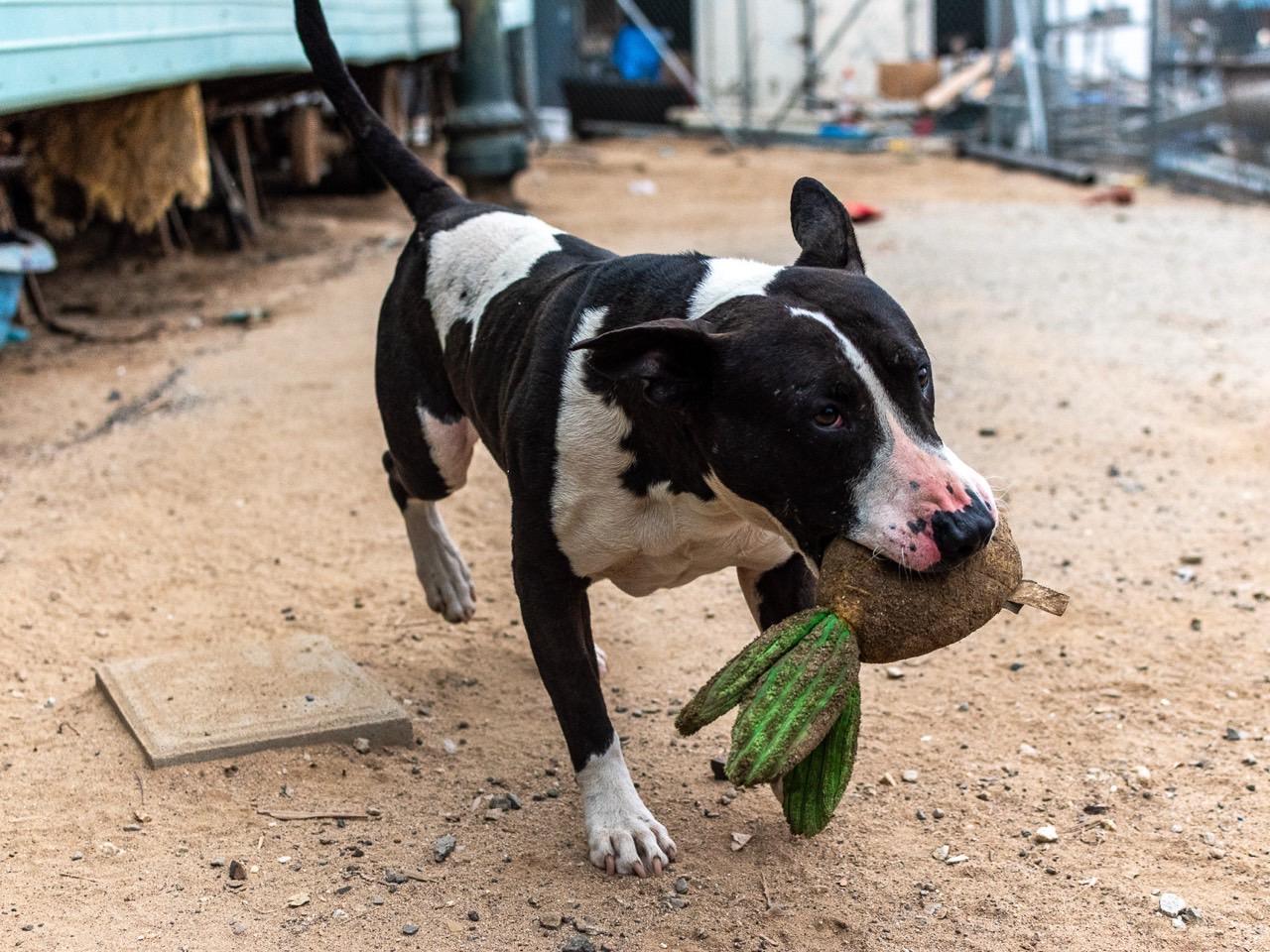 Enlarge Zor, a ADOPTABLE mixed breed in Los Angeles, CA image 2/6