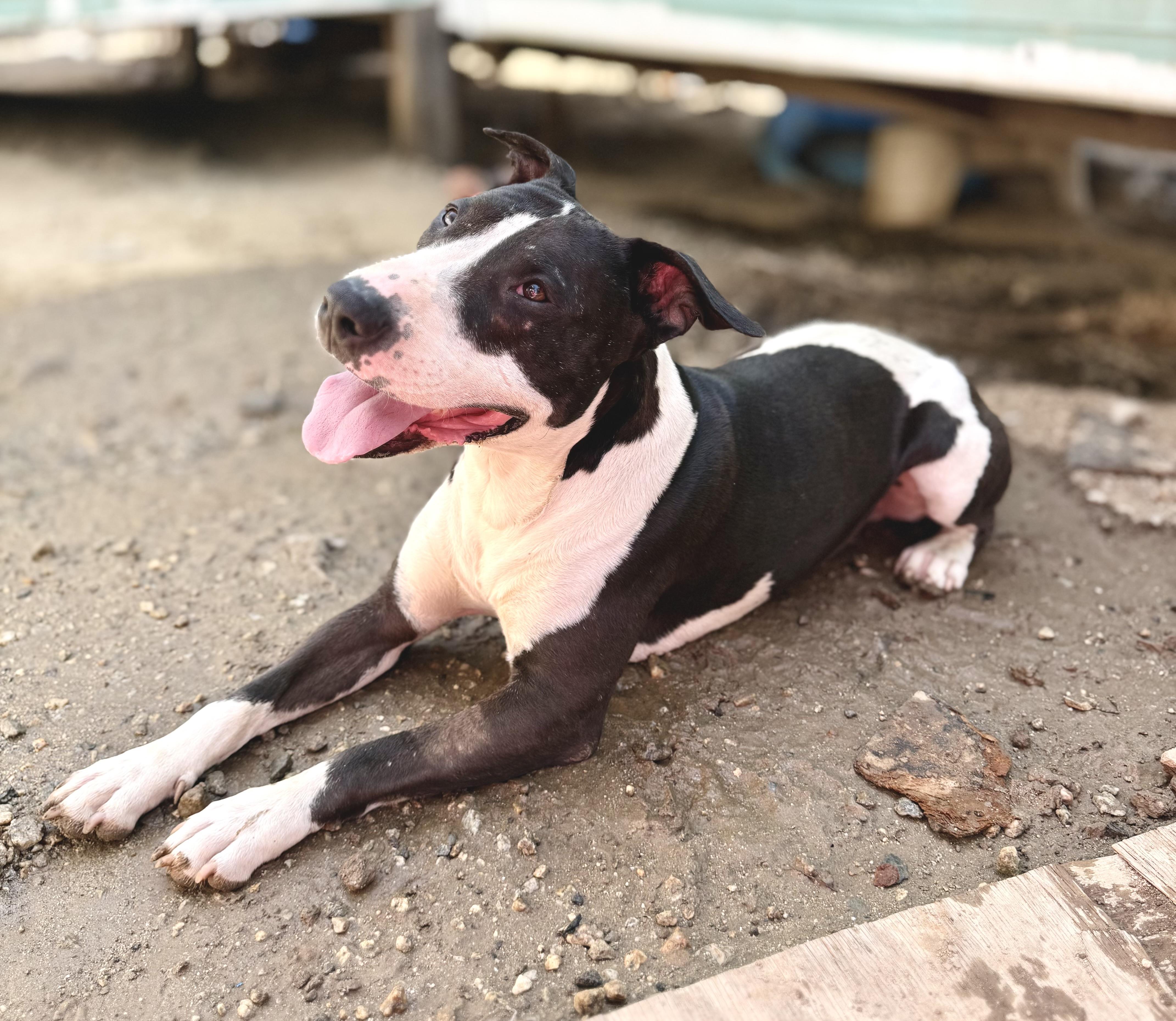 Enlarge Zor, a ADOPTABLE mixed breed in Los Angeles, CA image 6/6