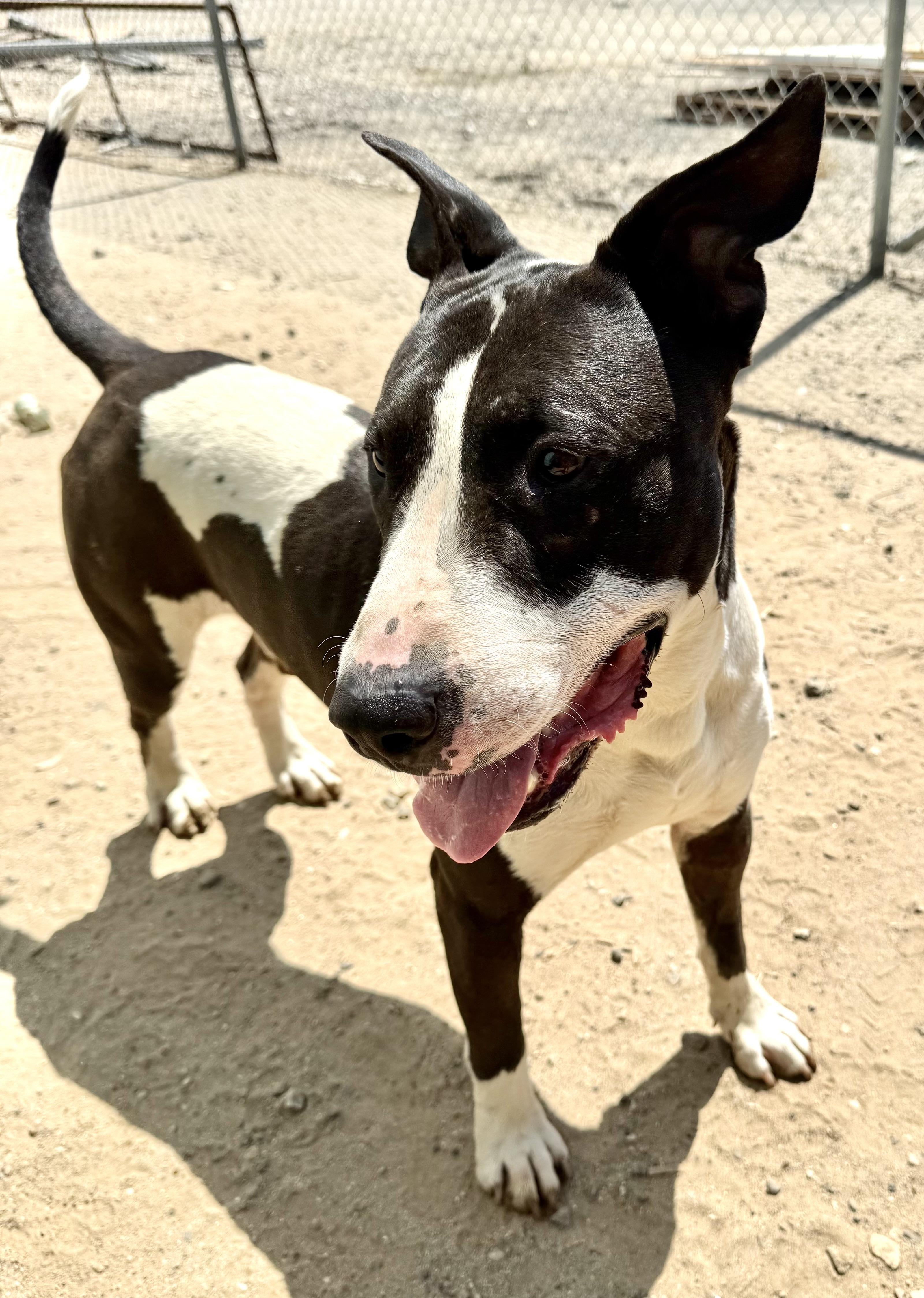 Enlarge Zor, a ADOPTABLE mixed breed in Los Angeles, CA image 3/6