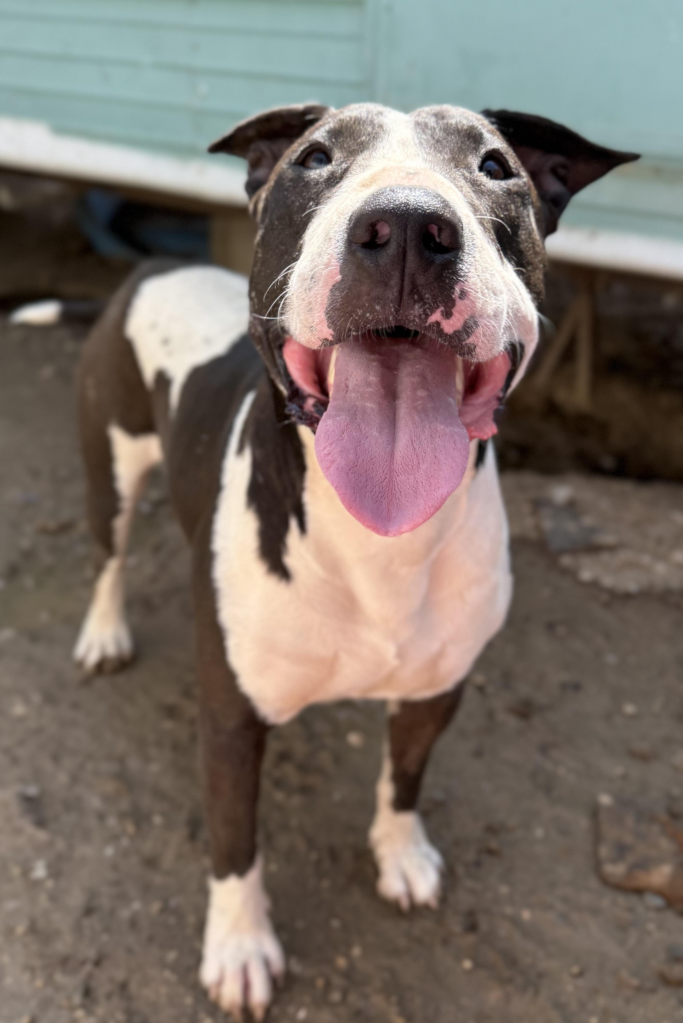 Enlarge Zor, a ADOPTABLE mixed breed in Los Angeles, CA image 4/6