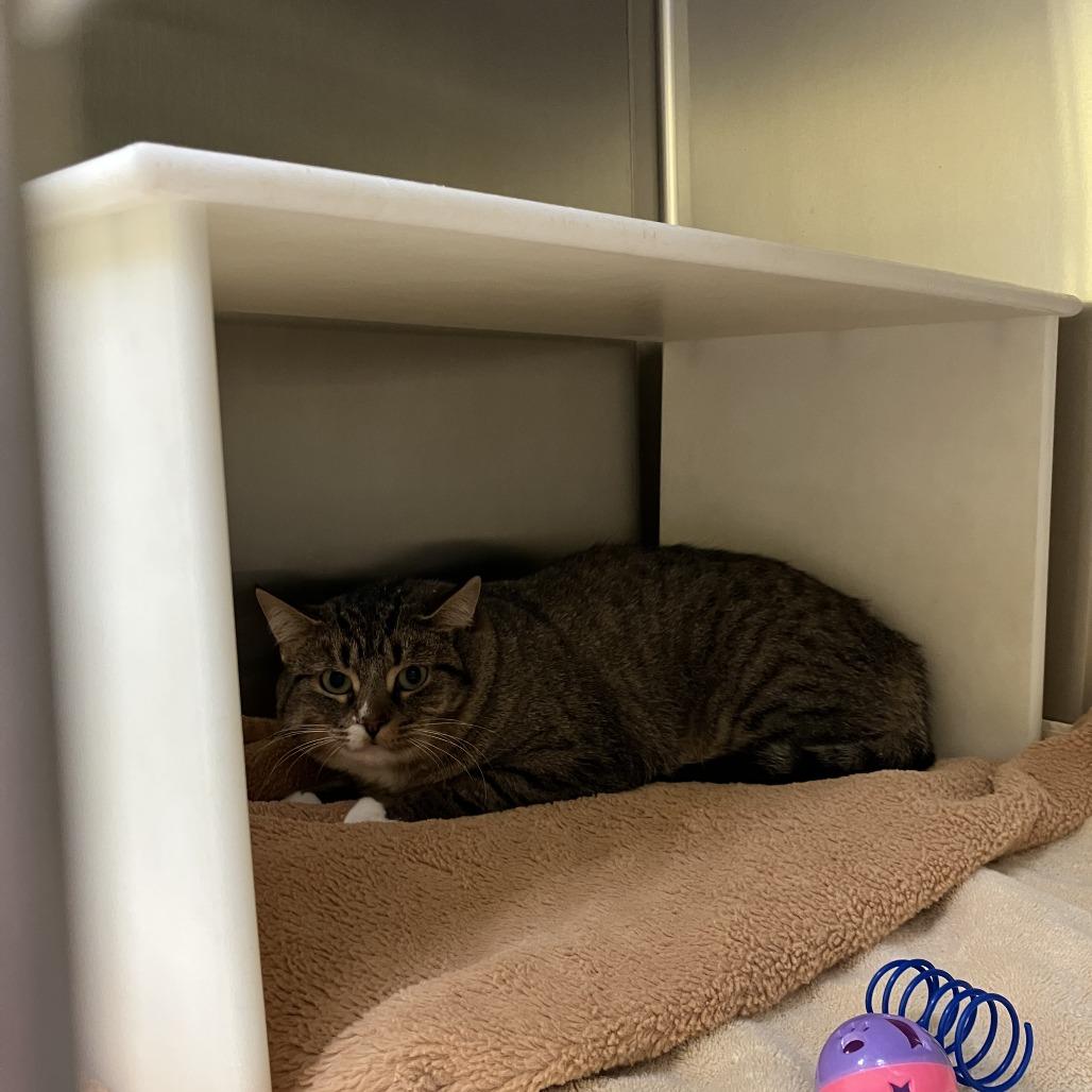 Enlarge Lucie, a Adoptable Domestic Short Hair in Burlington, ON image 1/1