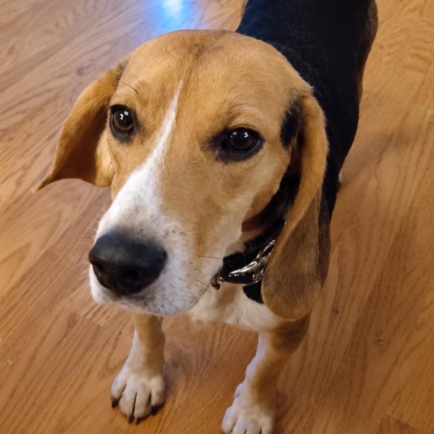 Biscuit, Adopted, Young Male Beagle.