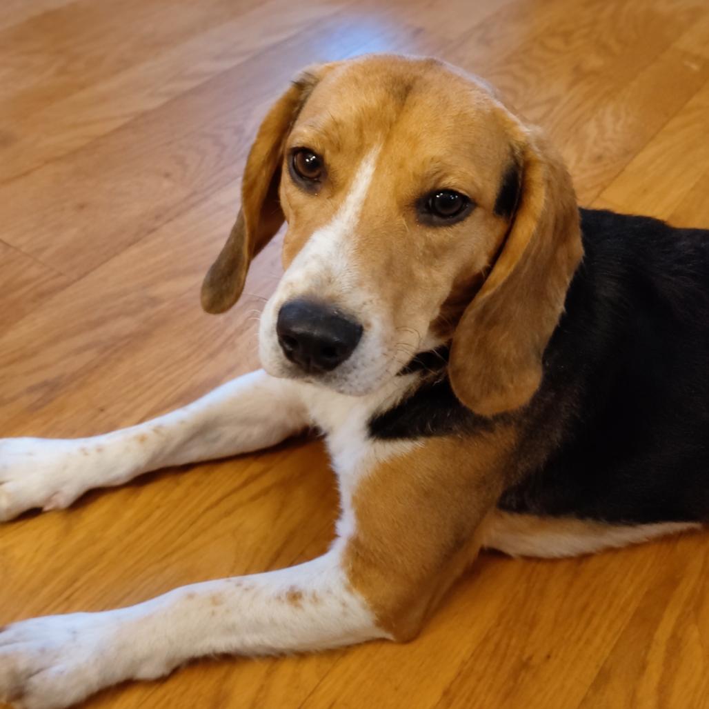 Enlarge Biscuit, a Adopted Beagle in Rogersville, MO image 2/6