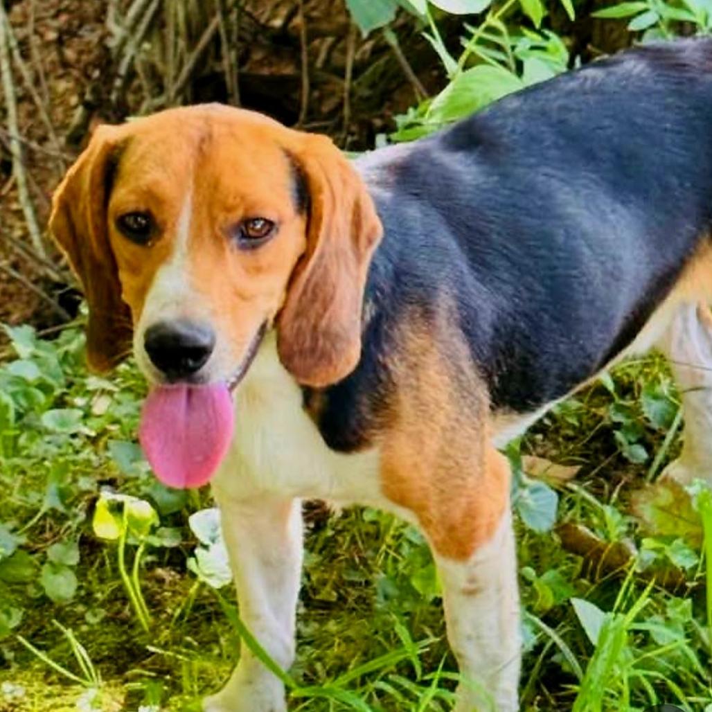 Enlarge Biscuit, a Adopted Beagle in Rogersville, MO image 3/6