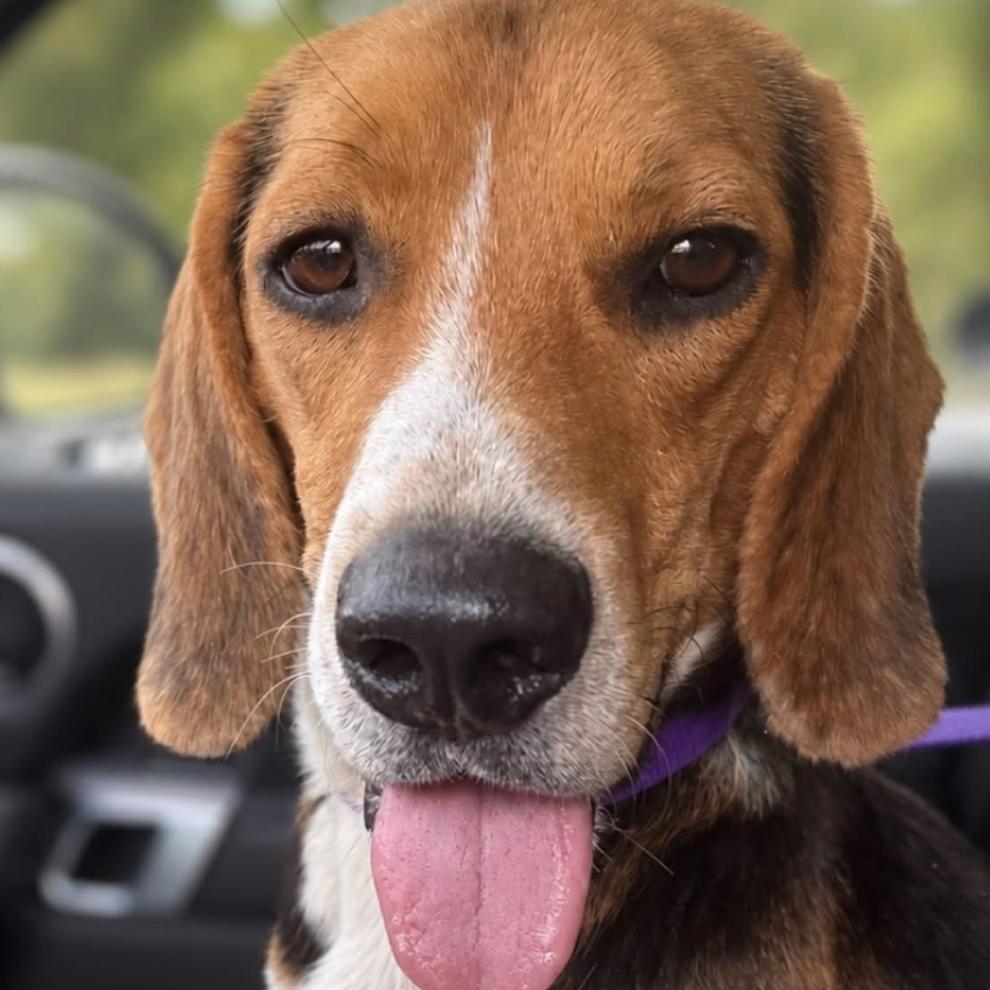 Enlarge Biscuit, a Adopted Beagle in Rogersville, MO image 4/6