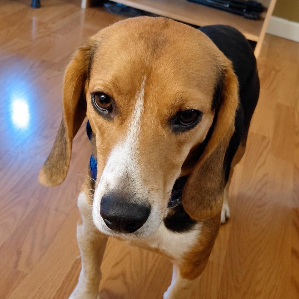 Enlarge Biscuit, a Adopted Beagle in Rogersville, MO image 5/6