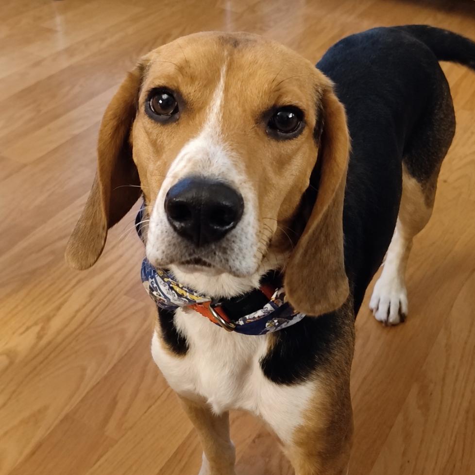 Enlarge Biscuit, a Adopted Beagle in Rogersville, MO image 6/6
