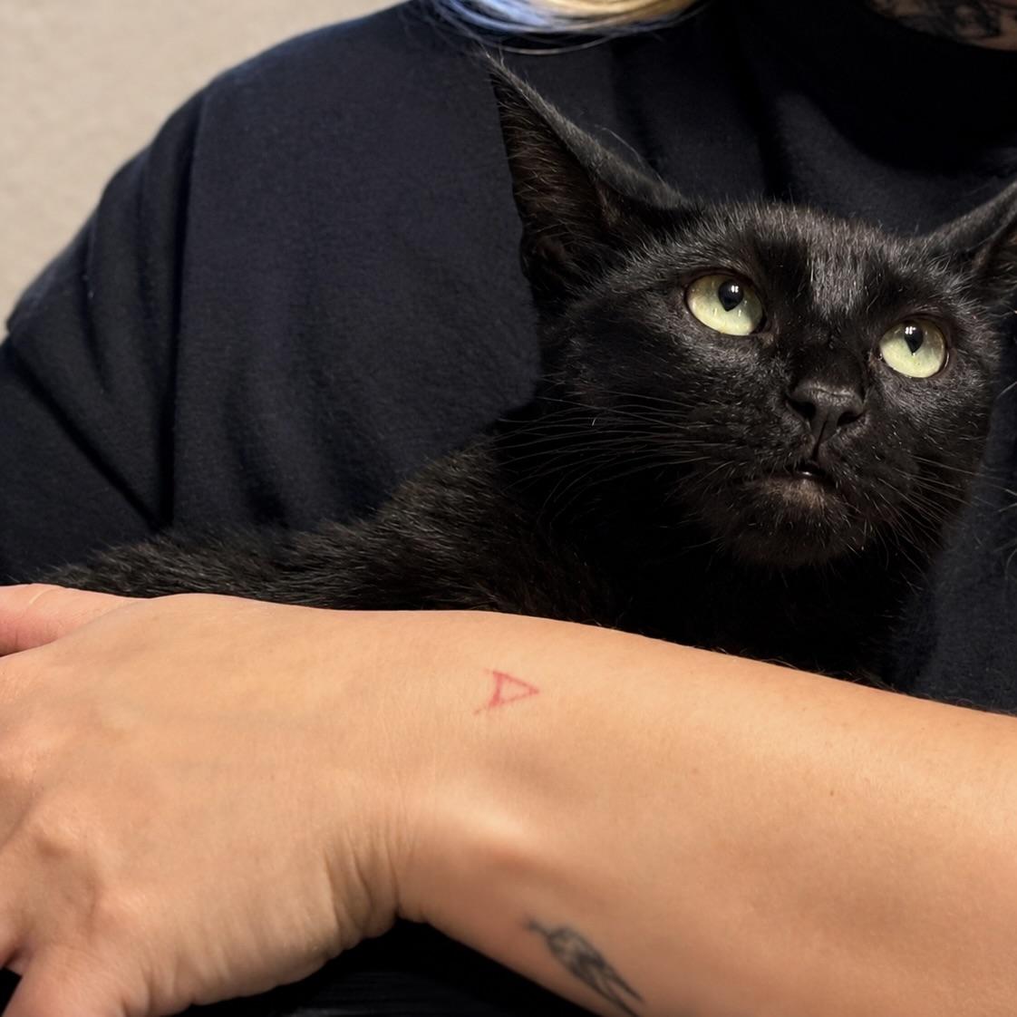 Lily, Adoptable, Young Female Bombay.