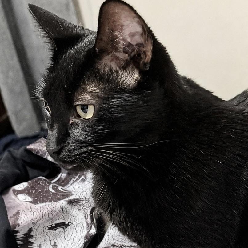 Enlarge Lily, a Adoptable Bombay in CANTON, OH image 2/6