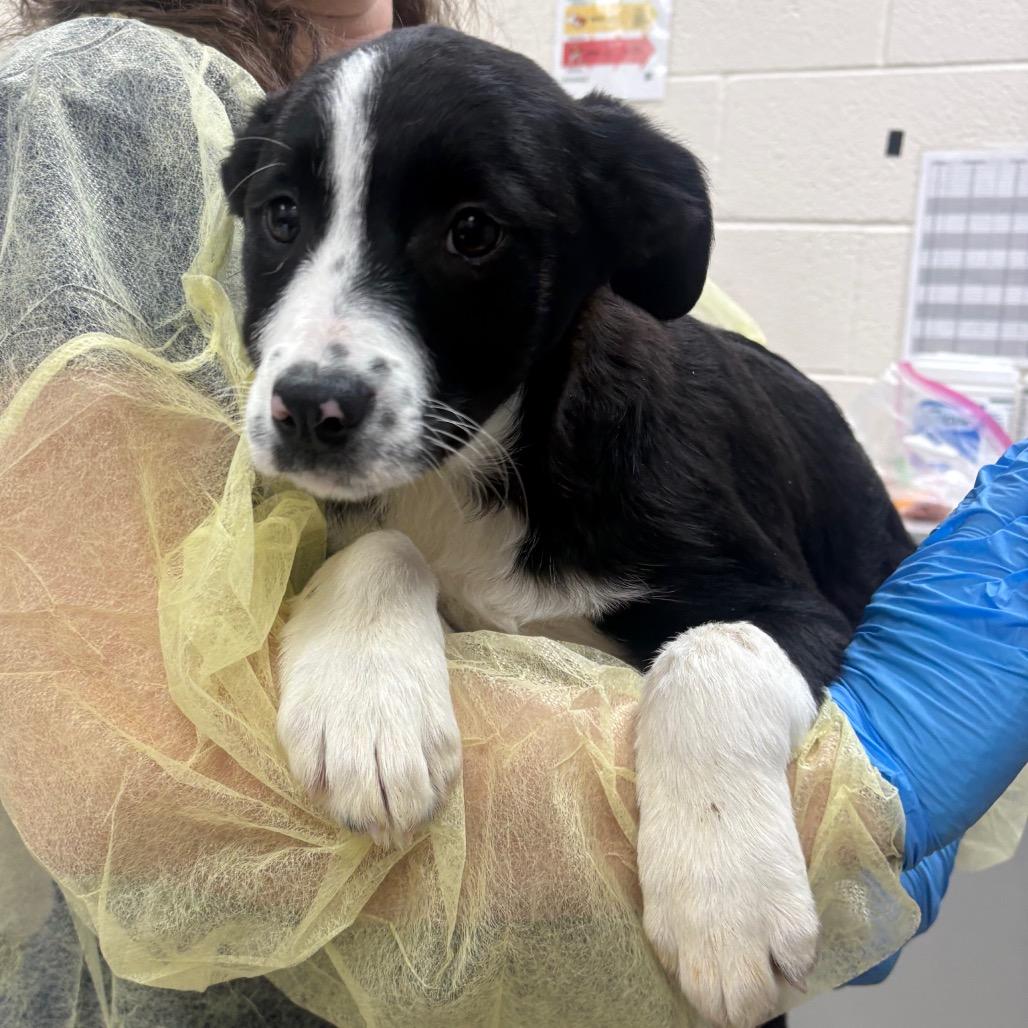 Debby, Adoptable, Puppy Female Border Collie & Mixed Breed.