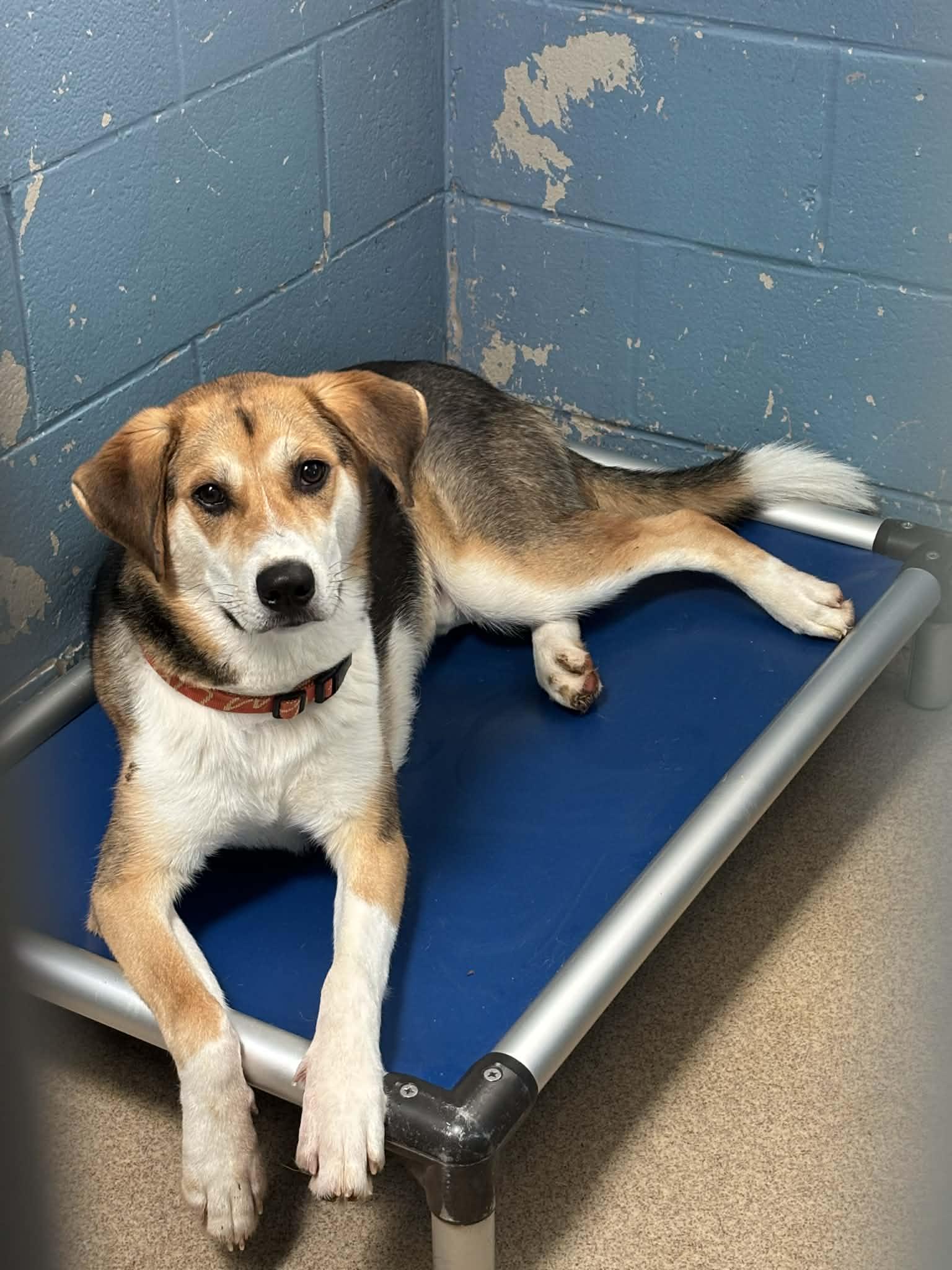 Enlarge Singer , a ADOPTABLE mixed breed in Lexington, VA image 4/4