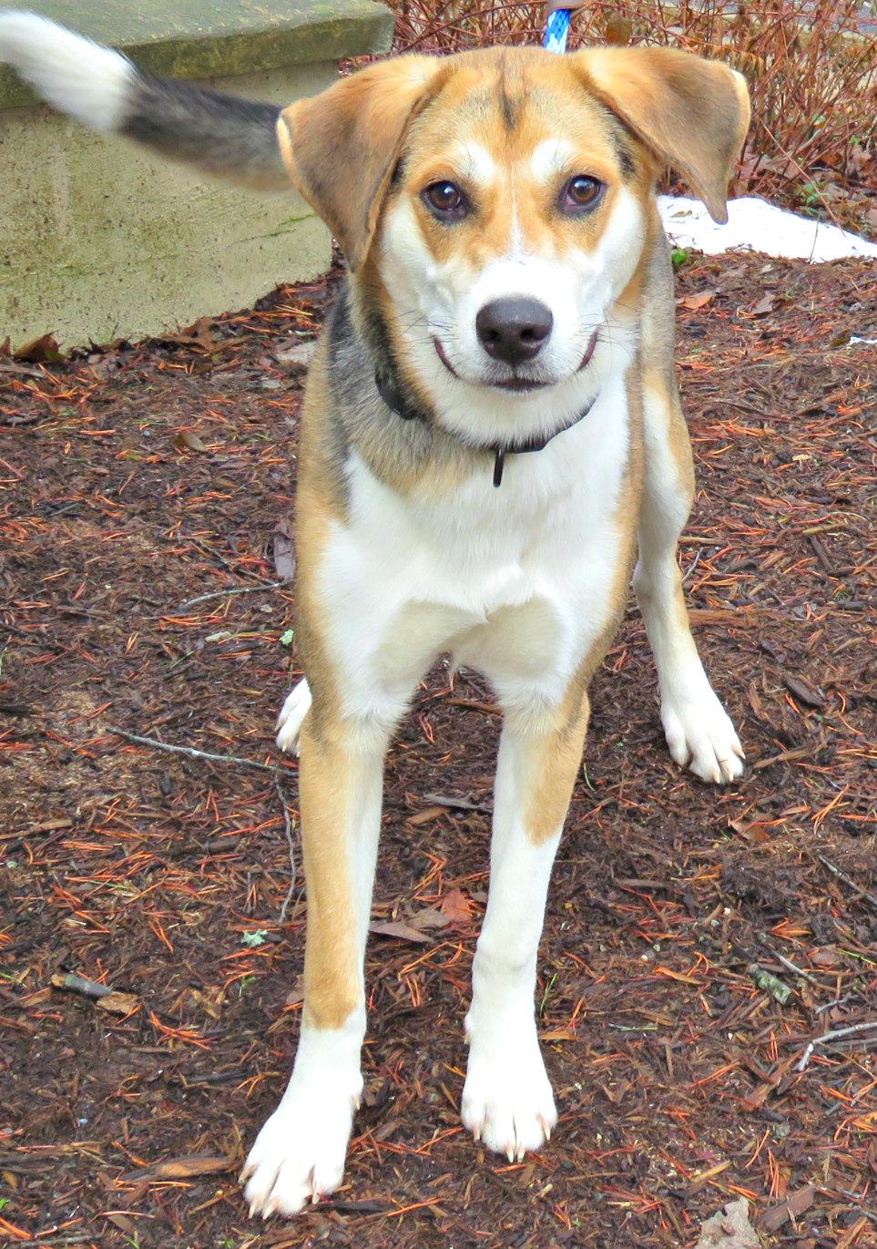 Enlarge Singer , a ADOPTABLE mixed breed in Lexington, VA image 2/3