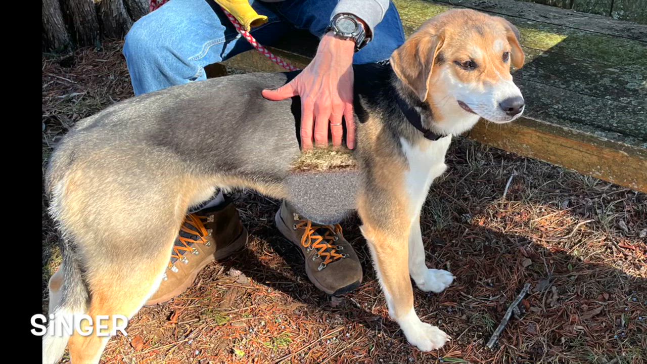 Enlarge Singer , a ADOPTABLE mixed breed in Lexington, VA video 3/3
