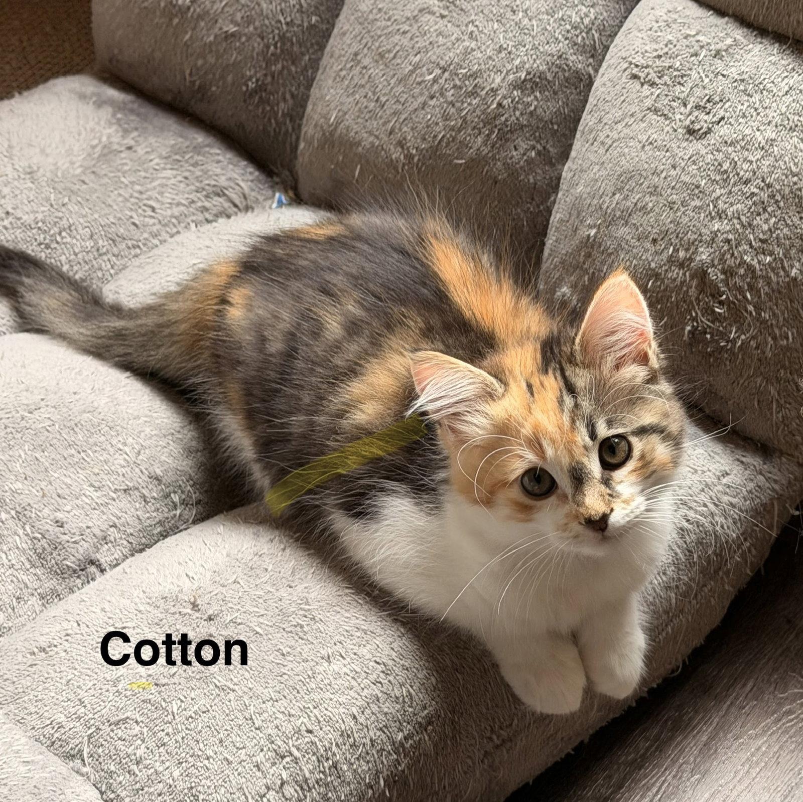Enlarge Cotton, a Adopted Domestic Short Hair in Mission Viejo, CA image 1/3
