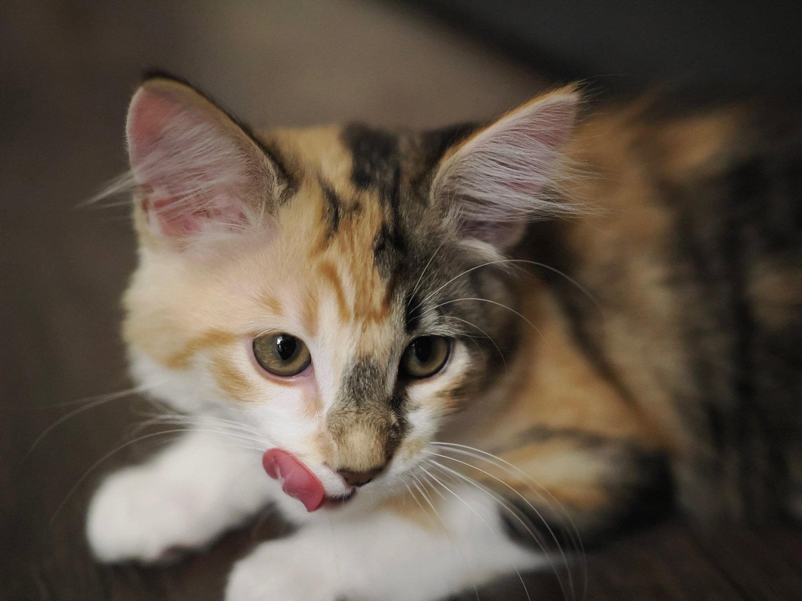 Enlarge Cotton, a Adopted Domestic Short Hair in Mission Viejo, CA image 2/3