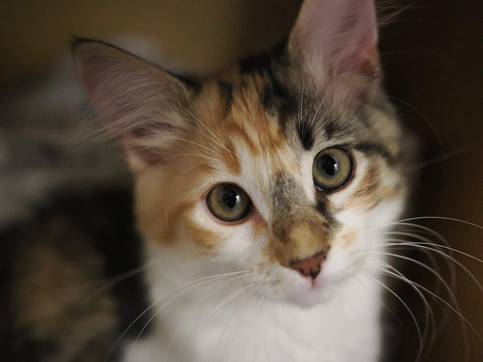 Enlarge Cotton, a Adopted Domestic Short Hair in Mission Viejo, CA image 3/3